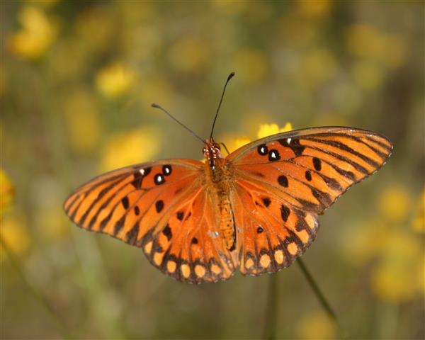 Fritillary